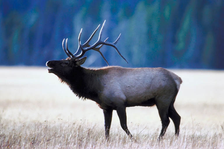 Rocky MT. Elk