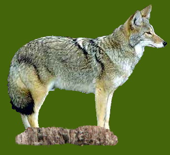 Coyote