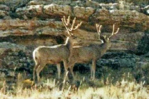 Mule Deer