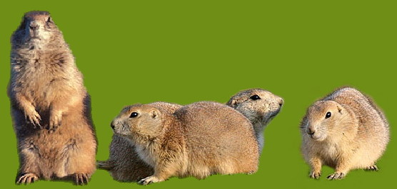 Prairie Dogs