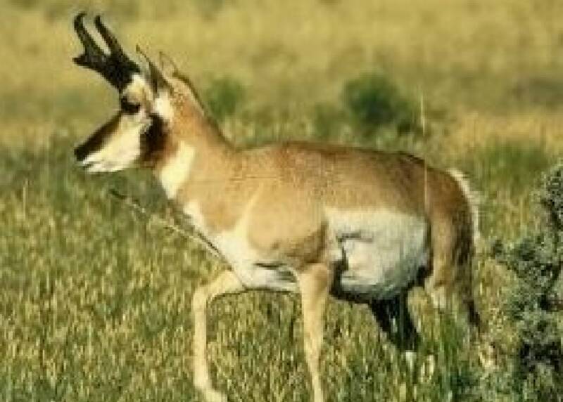 Pronghorn Antelope