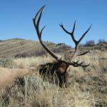 Out West Safaris 2007 Bull Elk