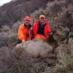 Out West Safaris 2007 cow Elk