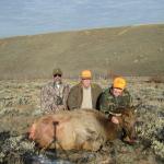 Out West Safaris 2007 cow Elk