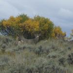 Out West Safaris 2007 Mule Deer