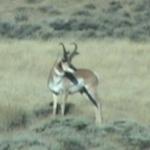 Out West Safaris 2007 Antelope