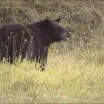 Out West Safaris 2007 Black Bear