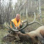 Bull Elk