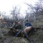 Bull Elk