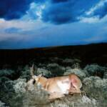 Out West Safaris Pronghorn Antelope