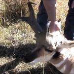 Out West Safaris Pronghorn Antelope