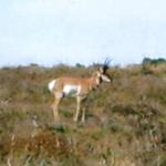 Out West Safaris Pronghorn Antelope