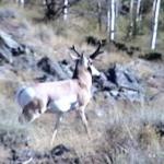 Out West Safaris Pronghorn Antelope