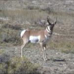 Out West Safaris Pronghorn Antelope