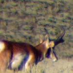 Out West Safaris Pronghorn Antelope