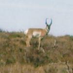 Out West Safaris Pronghorn Antelope