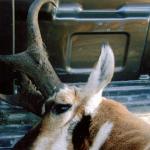 Out West Safaris Pronghorn Antelope