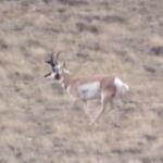 Out West Safaris Pronghorn Antelope