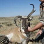 Out West Safaris Pronghorn Antelope