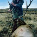 Out West Safaris Bull Elk Hunting Pictures.
