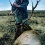 Out West Safaris Bull Elk Hunting Pictures.