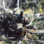 Out West Safaris Bull Elk Hunting Pictures.