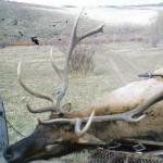 Out West Safaris Bull Elk Hunting Pictures.