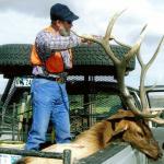 Out West Safaris Bull Elk Hunting Pictures.