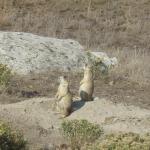 Prarie Dogs