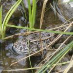 frog on savery creek