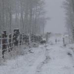 The South Fence Line