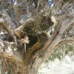 Porquepine in a cedar