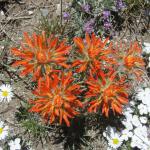 Indian Paint Brush