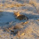 Red fox sunning itself.