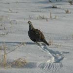 Sage Grouse.