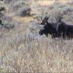 Bulll Shiras Moose