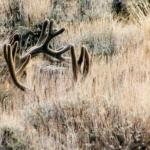 Mule Deer Bucks in the velvet.