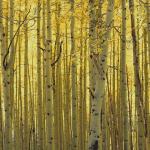 Aspen Trees