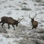 Bull Elk