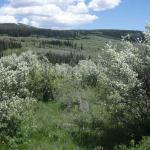 Spring Bloom of Sarvis Berrys