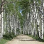 Aspen Alley