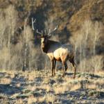 Bull Elk, Broken horn from fighting.