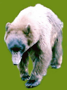 Black Bear   blondish-brown clolor phase